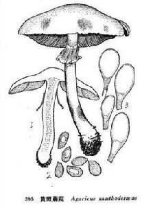 黃斑蘑菇 黃斑蘑菇