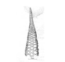 深小角蟲 深小角蟲