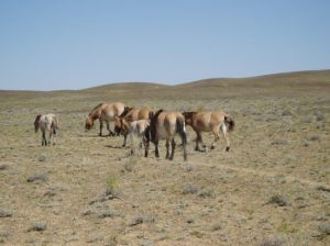 野馬飼養放生基地 野馬飼養放生基地