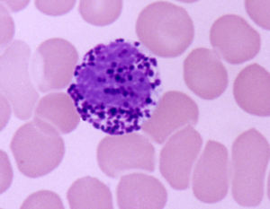 嗜鹼性粒細胞 嗜鹼性粒細胞