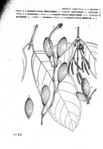 短柄垂子買麻藤(變型) 短柄垂子買麻藤(變型)