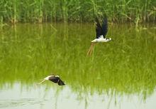 紅海灘國家風景廊道