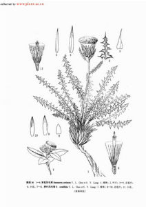 革苞風毛菊 革苞風毛菊