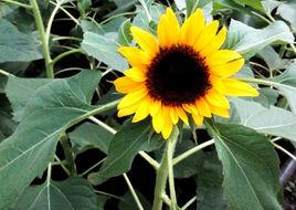 觀賞向日葵 觀賞向日葵