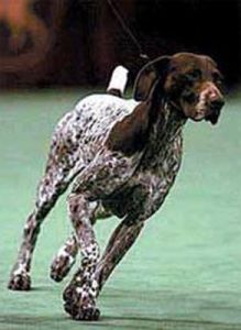 德國短毛波音達 德國短毛波音達