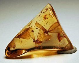 柯巴樹脂 柯巴樹脂