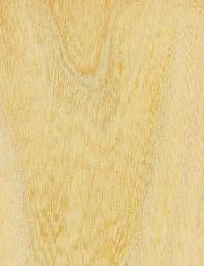 美國朴樹 美國朴樹