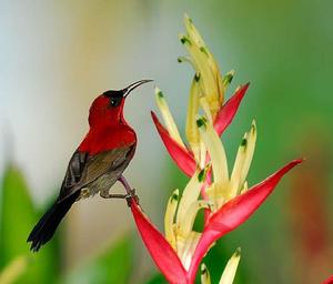 黃腰太陽鳥納土納島亞種