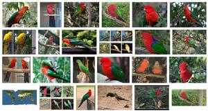 王鸚鵡屬 王鸚鵡屬