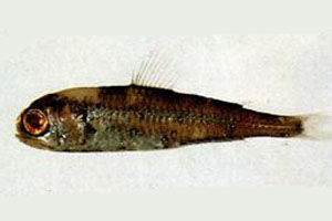 鈍吻燈籠魚