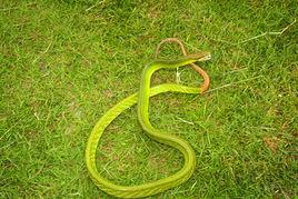 紅尾游蛇 紅尾游蛇