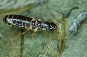 土壟大白蟻 土壟大白蟻