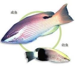 黑點牙衣 黑點牙衣