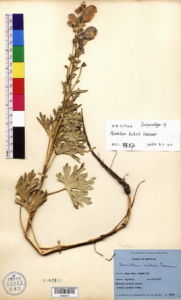 同戛烏頭 同戛烏頭