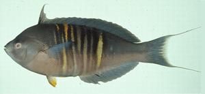 異鰭擬盔魚 異鰭擬盔魚