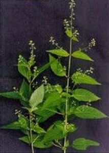 麗江假露珠草 麗江假露珠草