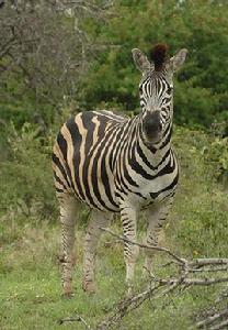 平原斑馬 平原斑馬