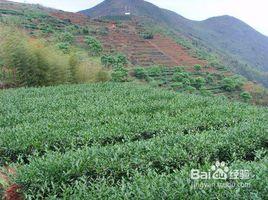 安溪四大名茶 安溪四大名茶