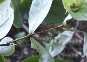 肉葉忍冬 肉葉忍冬