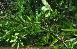 曲梗崖摩 曲梗崖摩