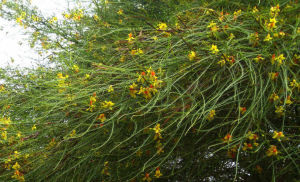 扁軸木屬 扁軸木屬