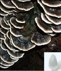 雲芝多糖 雲芝多糖