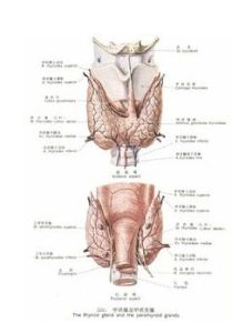 智力低下 智力低下