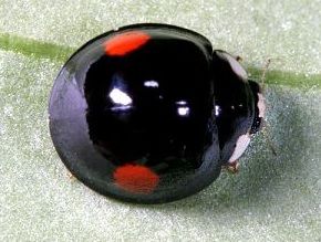 變異，翅鞘左右各有一枚紅色斑點，位置近前緣端。(體長5.4mm)