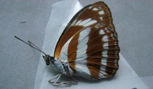 玉杵帶蛺蝶 玉杵帶蛺蝶