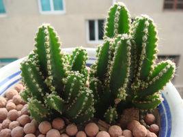 萬重山[觀賞植物]