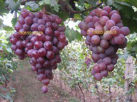 虅稔葡萄苗 虅稔葡萄苗