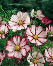 皮科特波斯菊Picotte Cosmos