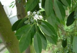 日本杜英（原變種）