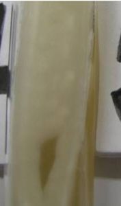 葡萄汁酵母 葡萄汁酵母