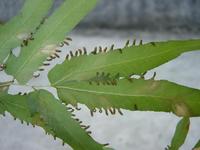 大葉海金沙 大葉海金沙