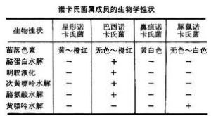 布拉克外氏諾卡氏菌 布拉克外氏諾卡氏菌