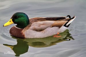 綠頭鴨格陵蘭亞種