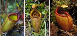 迪安豬籠草（左）、曼塔靈阿漢山豬籠草（中）及驚奇豬籠草（右）三種與甘通山豬籠草最為近緣的物種。這三者都為巴拉望島特有種，僅存在於個別孤立的山峰上。