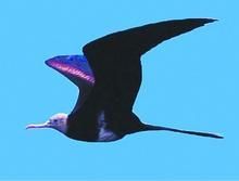 白腹軍艦鳥 白腹軍艦鳥