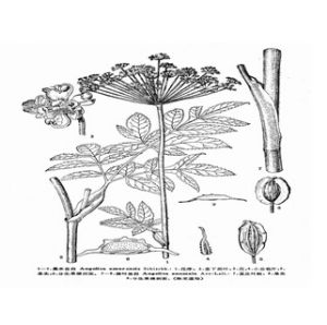 狹葉當歸 狹葉當歸