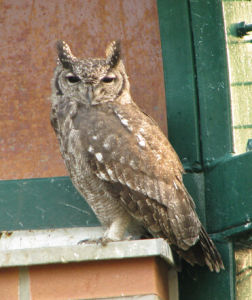 弗雷氏雕鴞 弗雷氏雕鴞