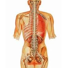 脊髓半切綜合徵 脊髓半切綜合徵