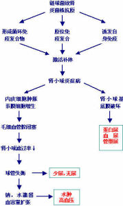 腎小球腎炎分析