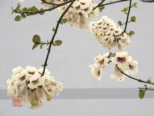 桐花[清明節氣之花]