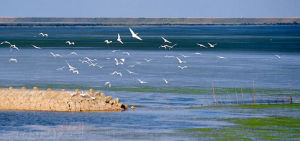 崇明東灘自然保護區 崇明東灘自然保護區