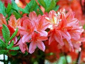 雲南三花杜鵑 雲南三花杜鵑