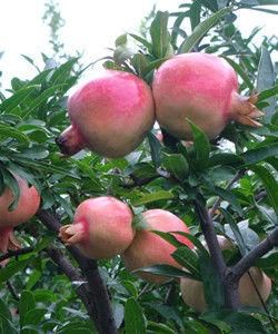 懷遠石榴 懷遠石榴