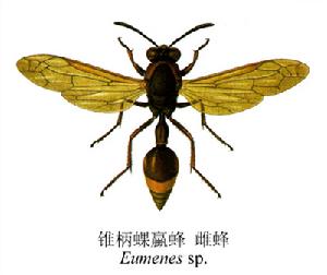 錐柄蜾蠃蜂 錐柄蜾蠃蜂