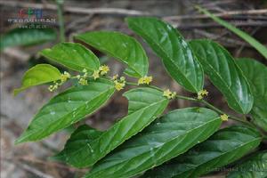 血風藤植物形態-翼核果