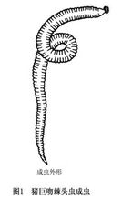 豬巨吻棘頭蟲成蟲